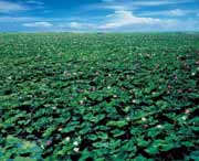 微山天气预报30天